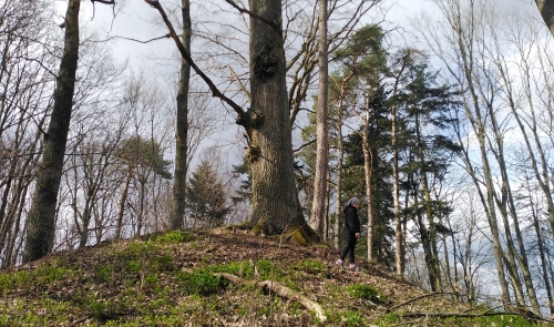 Potenštejn