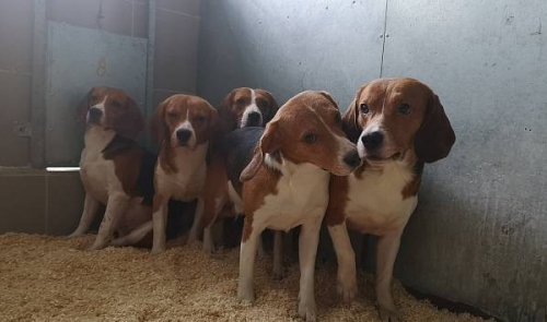 Útulek Borovno zachránil psy chované pro veterinární pokusy