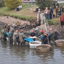 Výlov Špitálského rybníka v Nepomuku 14.10.2023