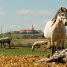Nepomucko