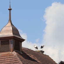 Čápi na radnici