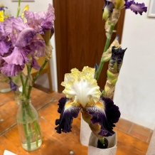 Výstava kosatců a okrasných česneků