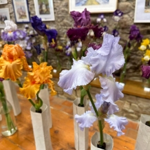 Výstava kosatců a okrasných česneků