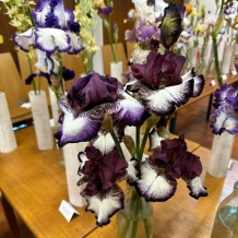 Výstava kosatců a okrasných česneků