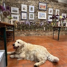 Výstava kosatců a okrasných česneků