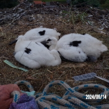 Máme tři čápata - Foto: N.O.S - Nepomucký ornitologický spolek.