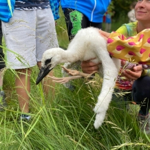 Máme tři čápata - Foto: N.O.S - Nepomucký ornitologický spolek.