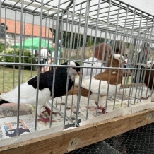 Pivní a Ovčácké slavnosti 2024