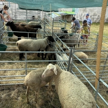 Pivní a Ovčácké slavnosti 2024