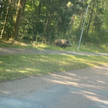 foto bylo pořízeno 25.7.2024 na chodníku ze Dvorce do Nepomuka