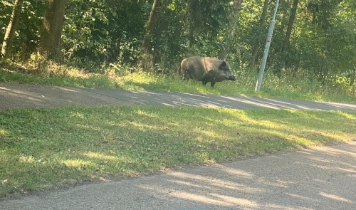 foto bylo pořízeno 25.7.2024 na chodníku ze Dvorce do Nepomuka