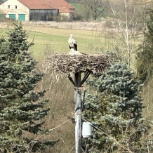 Čápi