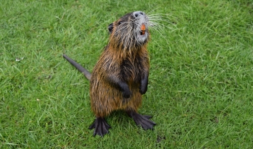 Frolicking (not only) with animals