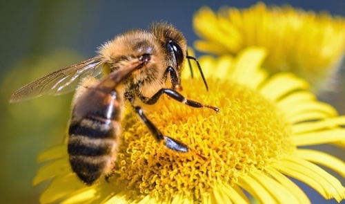 Setkání se včelami
